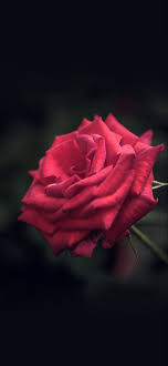 We present you our collection of desktop wallpaper theme: 30 Red Rose Iphone Wallpapers Wallpaperboat