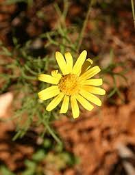 Image result for Ursinia montana