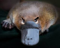 9 Quirky Facts About The Platypus Unusual Animals Australia Animals Australian Native Animals