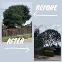 CHAVEZ TREE CARE - Updated May 2024 - San Jose, California - Tree ...