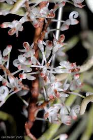 Image result for Rhipidoglossum burttii