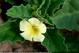 Image result for Sclerocarpus africanus