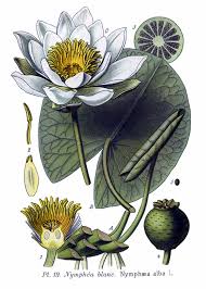 Image result for Nymphaea