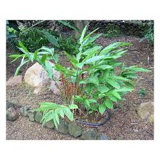 Image result for Renealmia