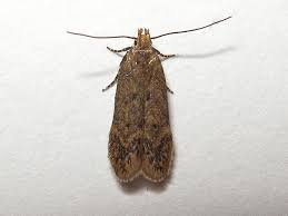 Image result for Bryotropha senectella