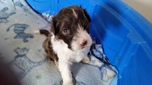 Rose Bud AKC Porties