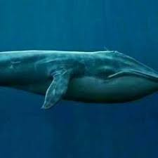 It can be used interactively or invoked in scripts. Balena Blu Posts Facebook