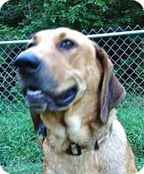 Black And Tan Coonhound Redbone Coonhound Lab Mix Capegirardeau Missouri Redbone Coonhound Black Tan Coonhound Mix Meet Sheba A Dog For Adoption Thru Silverwal Redbone Coonhound Coonhound