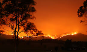 New Wwf Report 3 Billion Animals Impacted By Australia S Bushfire Crisis Wwf Australia Wwf Australia