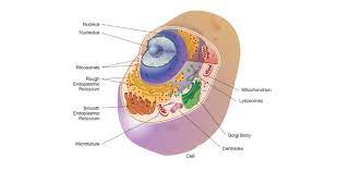 Check spelling or type a new query. Multiple Choice Cell Organelle Quiz Proprofs Quiz