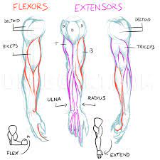 How To Draw Muscles, Step By Step, Drawing Guide, By Kingtutorial - Dragoart