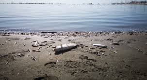 Mar Menor Death Hidden In Water