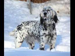 English setter puppies for sale in wisconsin. 60 Most Beautiful English Setter Dog Pictures And Photos