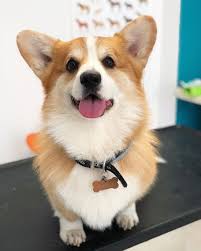 Check spelling or type a new query. Corgi Breeder Colorado Springs The Y Guide