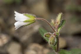 Image result for Cerastium afromontanum