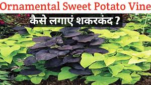 (texas a&m agrilife photo by mike arnold) Ornamental Sweet Potato Vine Care à¤¶à¤•à¤°à¤• à¤¦ à¤• à¤ª à¤§ à¤• à¤¸ à¤²à¤— à¤ How To Grow And Care Sweet Potato Vine Youtube