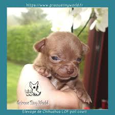 Chiot Chihuahua Elevage Grisous Tiny World Cute Little Animals Cute Baby Bunnies Sweet Animals