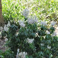 Image result for Pieris japonský bonfire obrázek