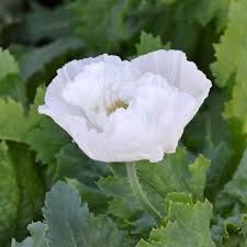 Image result for Papaver somniferum White Cloud