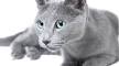 Russian Blue Cats & Allergies | Cuteness