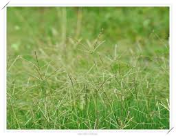 Image result for Leucas princei