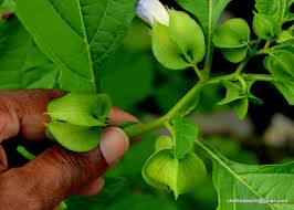 Image result for Nicandra physalodes