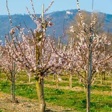 Image result for Dovyalis zeyheri