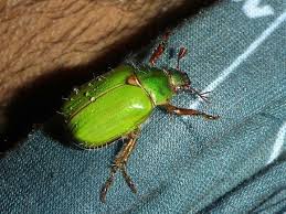 Some sources say it was founded in 1877, while others give an earlier date of 1750. Pin De Abril En Insectos Insectos San Juan