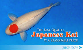 Jun 20, 2021 · up to speed on video: Inland Koi Live Koi Japanese Koi Fish Koi Pond Koi Supplies