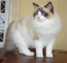 ragdoll wikipedia