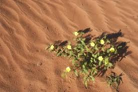 Image result for Tribulus zeyheri