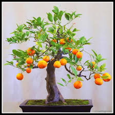 The plants in this category can be used to make a bonsai tree. Newest For Bonsai Fruit Trees For Sale In Hyderabad Pink Wool