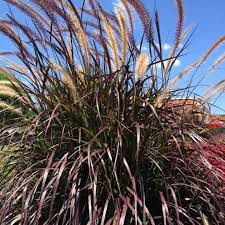 Learn how to grow this elegant varietal. Flowerwood Rubrum Purple Fountain Grass Ornamental Grass 2 4 Gal Walmart Com Walmart Com