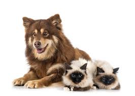 Como Hacer Que Un Gato Acepte A Un Perro