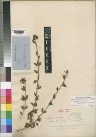 Image result for Volkameria glabra