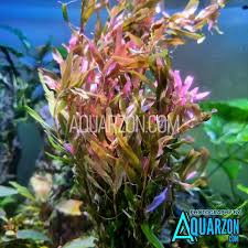Image result for Rotala tenella
