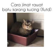 Penyebab kucing kencing darah dan pengobatan nya. Cara Jimat Rawat Penyakit Batu Catdot Hotel Kucing Facebook