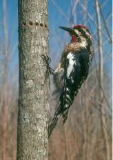 Continuing Education Webinar Series Virginia Master Naturalists
