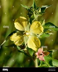 Image result for Ludwigia adscendens