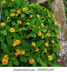 Image result for Aspilia africana