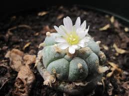 However, federal and state religious freedom restoration acts allow its use in religious ceremonies. Why One Cactus Is Being Criminalized To Death And Why It Should Be Saved Massachusetts Daily Collegian