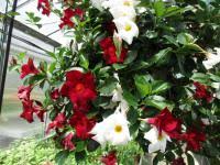 Image result for dipladenie amonea