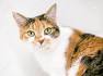 The Calico Cat - Cat Breeds Encyclopedia