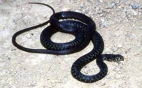 Cyprus Coluber Cypriensis Kypriako Fidi Reptiles And Amphibians Amphibians Natural World
