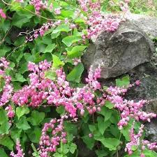 Image result for Antigonon leptopus
