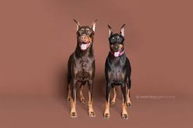 Aztec Doberman Rescue Photo Session Fundraiser Savage Universal Doberman Pinscher Natural Ears Crazy Dog Lady Doberman Pinscher