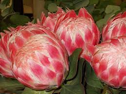 We did not find results for: Proteas Make Great Cut Flowers Steemit