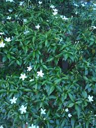 Crepe Jasmine Tabernaemontana Divaricata Aivarali Chinna Nandhiyavattam Landscape Plants Bloom