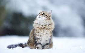 Here is a collection of most popular norwegian male/female cat names, along with their meanings. Fascinating Facts About Norwegian Forest Cats Cats On Catnip