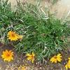The gazania rigens (l.) gaertn. Https Encrypted Tbn0 Gstatic Com Images Q Tbn And9gcsbll Kvqsn01rs2wbebuoj0rkozci31ia Cjk Ylc Usqp Cau